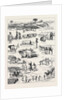 The Indian Famine, Sketches in the Affected Districts, by a Member of the Famine Relief Staff by Anonymous
