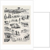 The Indian Famine, Sketches in the Affected Districts, by a Member of the Famine Relief Staff by Anonymous