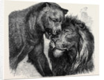 The Kiss of Peace, Zoological Gardens by Anonymous
