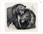 The Kiss of Peace, Zoological Gardens by Anonymous
