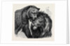 The Kiss of Peace, Zoological Gardens by Anonymous