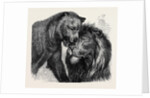 The Kiss of Peace, Zoological Gardens by Anonymous