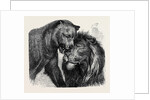 The Kiss of Peace, Zoological Gardens by Anonymous