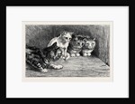 An Exciting Tail, from the Drawing by Percy Macquoid in the Black and White Exhibition by Anonymous