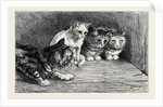 An Exciting Tail, from the Drawing by Percy Macquoid in the Black and White Exhibition by Anonymous