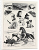The Millenial Festival in Iceland, August 29, 1874 by Anonymous