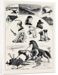 The Millenial Festival in Iceland, August 29, 1874 by Anonymous