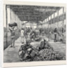 The Ceylon Pearl Fishery, the Government Kottoo by Anonymous