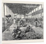 The Ceylon Pearl Fishery, the Government Kottoo by Anonymous