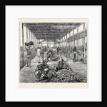 The Ceylon Pearl Fishery, the Government Kottoo by Anonymous