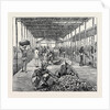 The Ceylon Pearl Fishery, the Government Kottoo by Anonymous
