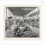 The Ceylon Pearl Fishery, the Government Kottoo by Anonymous