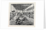 The Ceylon Pearl Fishery, the Government Kottoo by Anonymous