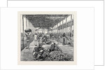 The Ceylon Pearl Fishery, the Government Kottoo by Anonymous