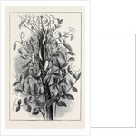 The Andersonian Mummy Pea by Anonymous