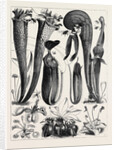 Carnivorous Plants in the Royal Botanic Gardens, Kew, London by Anonymous