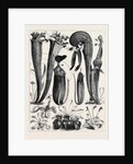 Carnivorous Plants in the Royal Botanic Gardens, Kew, London by Anonymous