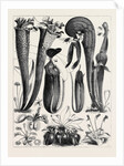 Carnivorous Plants in the Royal Botanic Gardens, Kew, London by Anonymous