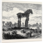 A Vegetable Horse, Curious Natural Phenomenon at Datchet by Anonymous