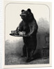 A Dumb Waiter Bear Shot by Lord Suffield in Russia During the Marriage Festivities of the Duke of Edinburgh by Anonymous