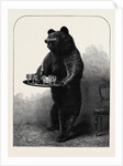 A Dumb Waiter Bear Shot by Lord Suffield in Russia During the Marriage Festivities of the Duke of Edinburgh by Anonymous