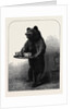 A Dumb Waiter Bear Shot by Lord Suffield in Russia During the Marriage Festivities of the Duke of Edinburgh by Anonymous