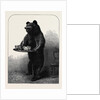 A Dumb Waiter Bear Shot by Lord Suffield in Russia During the Marriage Festivities of the Duke of Edinburgh by Anonymous