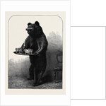 A Dumb Waiter Bear Shot by Lord Suffield in Russia During the Marriage Festivities of the Duke of Edinburgh by Anonymous