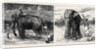 Elephant Hunting in Ceylon: A Tame Elephant Dragging Timber, A Sacred Elephant and His Keeper by Anonymous