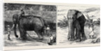 Elephant Hunting in Ceylon: A Tame Elephant Dragging Timber, A Sacred Elephant and His Keeper by Anonymous