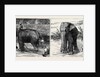 Elephant Hunting in Ceylon: A Tame Elephant Dragging Timber, A Sacred Elephant and His Keeper by Anonymous