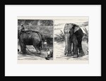 Elephant Hunting in Ceylon: A Tame Elephant Dragging Timber, A Sacred Elephant and His Keeper by Anonymous