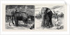 Elephant Hunting in Ceylon: A Tame Elephant Dragging Timber, A Sacred Elephant and His Keeper by Anonymous
