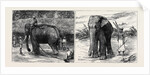 Elephant Hunting in Ceylon: A Tame Elephant Dragging Timber, A Sacred Elephant and His Keeper by Anonymous