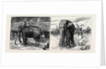 Elephant Hunting in Ceylon: A Tame Elephant Dragging Timber, A Sacred Elephant and His Keeper by Anonymous