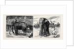 Elephant Hunting in Ceylon: A Tame Elephant Dragging Timber, A Sacred Elephant and His Keeper by Anonymous