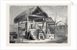The Forthcoming Transit of Venus: Shed at Honolulu from which the Model of Venus is Observed, and One of the Portable Transit Instruments by Anonymous