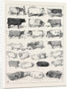 The Cattle Show at Islington, Some of the Prize Winners by Anonymous