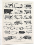 The Cattle Show at Islington, Some of the Prize Winners by Anonymous