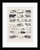The Cattle Show at Islington, Some of the Prize Winners by Anonymous