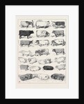The Cattle Show at Islington, Some of the Prize Winners by Anonymous