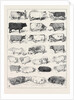 The Cattle Show at Islington, Some of the Prize Winners by Anonymous
