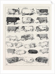 The Cattle Show at Islington, Some of the Prize Winners by Anonymous