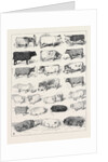 The Cattle Show at Islington, Some of the Prize Winners by Anonymous
