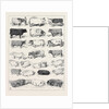 The Cattle Show at Islington, Some of the Prize Winners by Anonymous