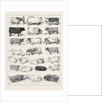 The Cattle Show at Islington, Some of the Prize Winners by Anonymous