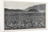 Wideawakes Hatching Their Eggs at Ascension Island by Anonymous