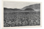Wideawakes Hatching Their Eggs at Ascension Island by Anonymous