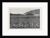 Wideawakes Hatching Their Eggs at Ascension Island by Anonymous