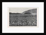 Wideawakes Hatching Their Eggs at Ascension Island by Anonymous